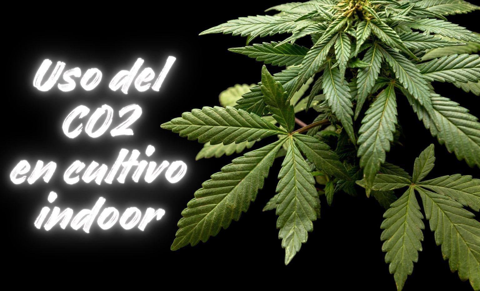 Uso del CO2 en cultivo indoor