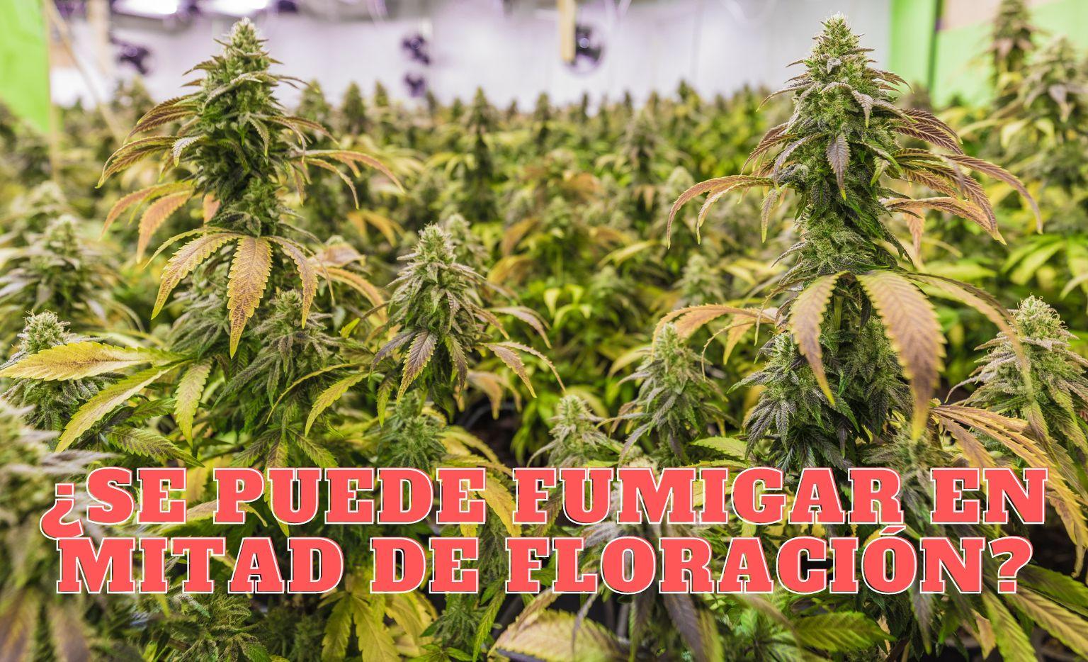 Uso de insecticidas en floración