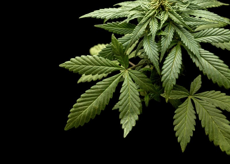 Uso del CO2 en cultivo indoor