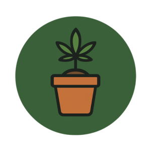 Cultivo