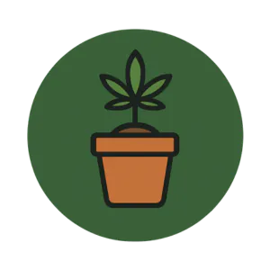 Cultivo
