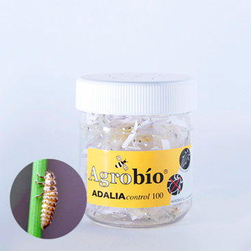 ADALIAcontrol 250 larvas Agrobio Adalia Bipunctata