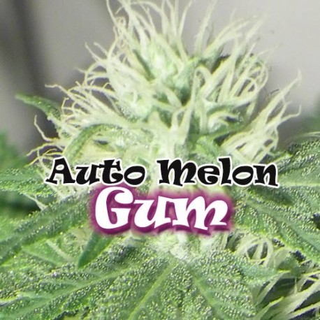 Auto Melon Gum Dr. Underground