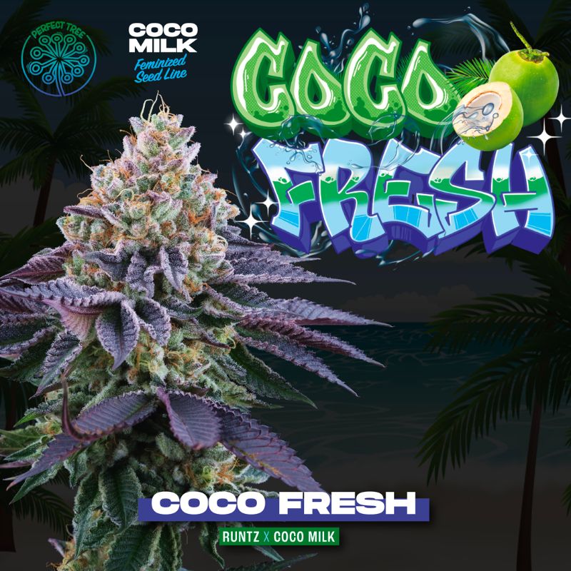 Coco Fresh Feminizada (6 semillas) Perfect tree (Runtz x Coco Milk)