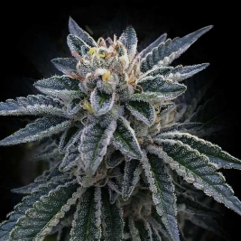 3Peat de DNA Genetics