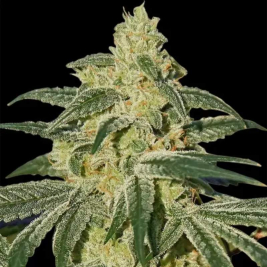 Afghan Hash Plant Regular de Barney's Farm