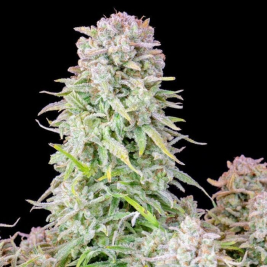 Afghan Kush Auto