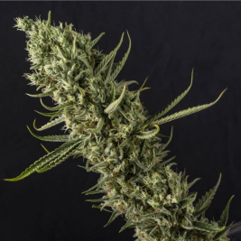 Amnesia Auto