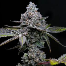 Apple Fritter de Barney's Farm