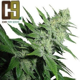 aroma_1_.jpg