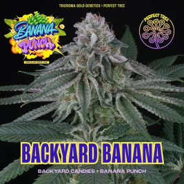 Backyard Banana Regular de Perfect Tree