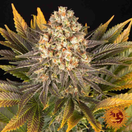 Banana Punch