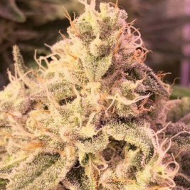 banana-zkittlez-medical-seeds.jpg