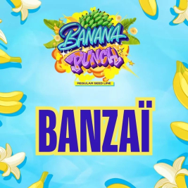 Banzaï Regular de Perfect Tree
