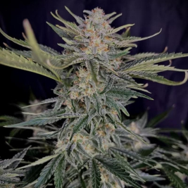 Black Domina Auto ☑️【Autoflorecientes a granel】