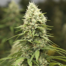 Black Domina