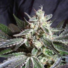 black-jack-sweet-seeds1_1.jpg