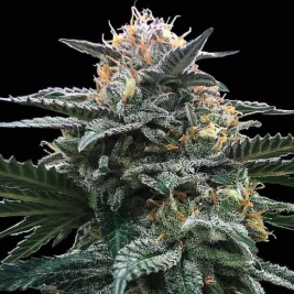 blood-orange-sorbet-dna-genetics.jpg