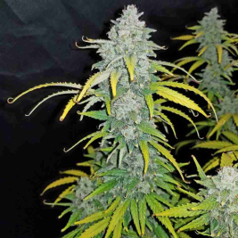 Blue Dream Auto