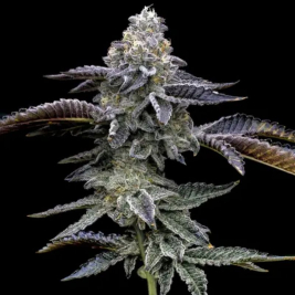 Blue Dream de Barney's Farm