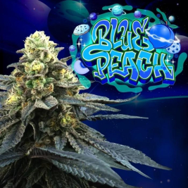 Blue Peach (Blue 16 x Peach Ozz)