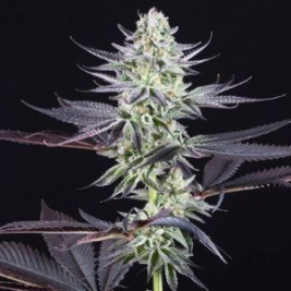 blueberry-cookies-fem2_1_.jpg