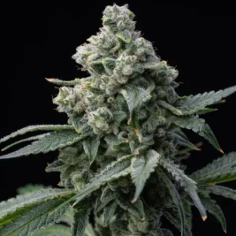 Bruce Banner de Barney's Farm