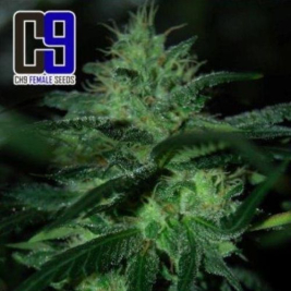 bubba-kush-x-aww-331.jpg