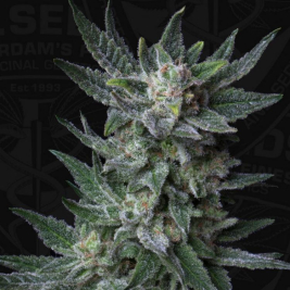 Bubblegum Auto