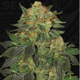 bubblegum-th-seeds.jpg