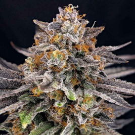 CandyGaz Feminzada de Ripper Seeds