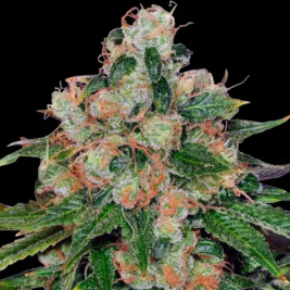 CBD Caramel Regular de Barney's Farm