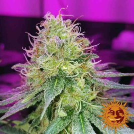 cbd-critical-cure3.jpg