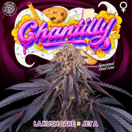Chantilly (LA Kush Cake x Jet A)