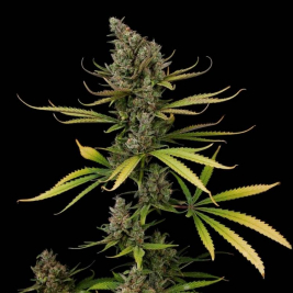 Auto Cheese
