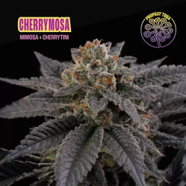 Cherrymosa de Perfect Tree
