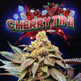 Cherrytini Semillas Regular de Perfect Tree