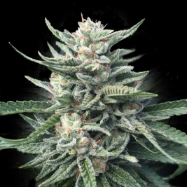 Chocolope 256