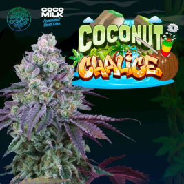 Coconut Chalice (Gelato #41 x Coco Milk)