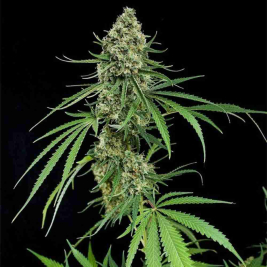 Critical + 