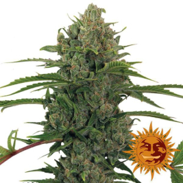 critical-kush-auto-barneys_1.jpg