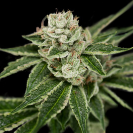 crocketts-confidential-dna-genetics.jpg