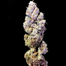 crocketts-sour-tangie-dna-genetics.jpg