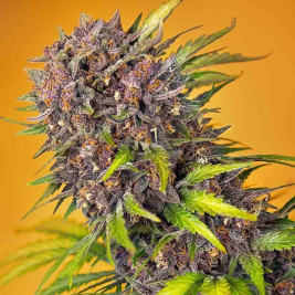 Diablo Rojo XL Auto