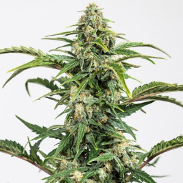 Dinamed CBD Auto de Dinafem