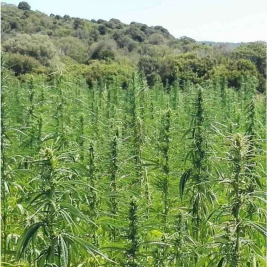 dioica-88-semillas-ca_amo_1_1.jpg