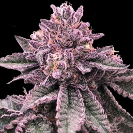 DNA Cake de DNA Genetics