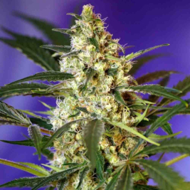 fast-bud-auto2.jpg