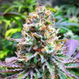 fresh-pressed-runtz-purple-city-genetics.jpg