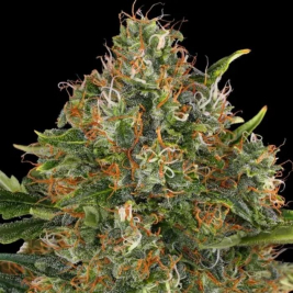 G13 Haze Regular de Barney´s Farm